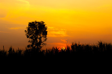 Silhouette the sunrise on the orange sky with a natural foreground