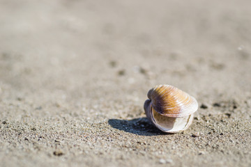 Scores of shells ejected on the sandy shore of the Danube River