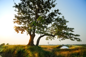 Fototapeta na wymiar Vietnam countryside landscape in the dawn.