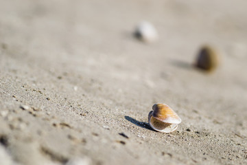 Scores of shells ejected on the sandy shore of the Danube River