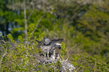 Graureiher (Ardea cinera)