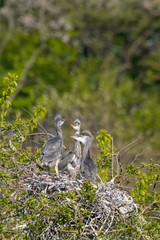 Graureiher (Ardea cinera)