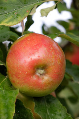 Sweet, red, juicy apples growing on the tree in their natural environment.