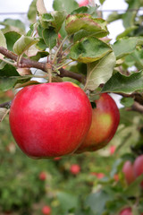 Sweet, red, juicy apples growing on the tree in their natural environment.