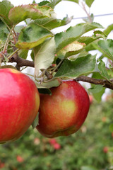 Sweet, red, juicy apples growing on the tree in their natural environment.