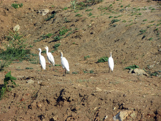  Great Egret or Heron. White birds looking for food by the riverbed. Low marshy land.