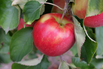 Sweet, red, juicy apples growing on the tree in their natural environment.