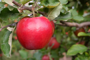 Sweet, red, juicy apples growing on the tree in their natural environment.