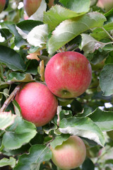 Sweet, red, juicy apples growing on the tree in their natural environment.