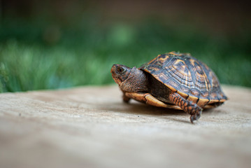 Small turtle on wood in grass