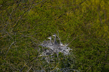 Graureiher (Ardea cinera)