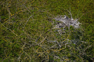 Graureiher (Ardea cinera)