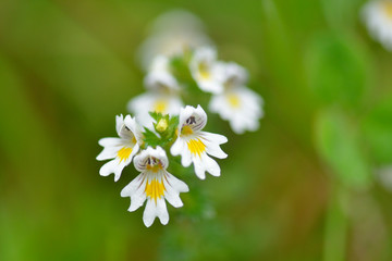 Augentrost (Euphrasia) Blüten