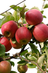 Sweet, red, juicy apples growing on the tree in their natural environment.