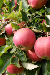 Sweet, red, juicy apples growing on the tree in their natural environment.