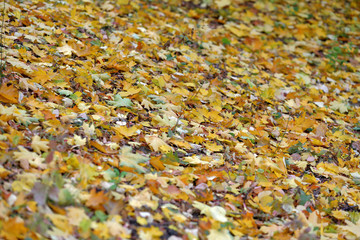 Bright fallen leaves of golden color on the autumn ground