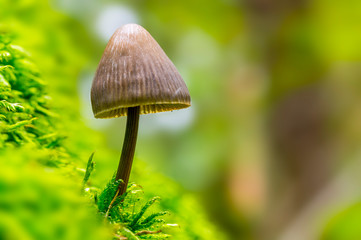 Fresh tasty mushrooms from the green forest