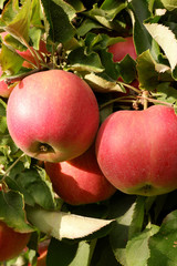 Sweet, red, juicy apples growing on the tree in their natural environment.
