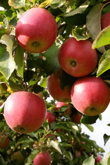 Sweet, red, juicy apples growing on the tree in their natural environment.