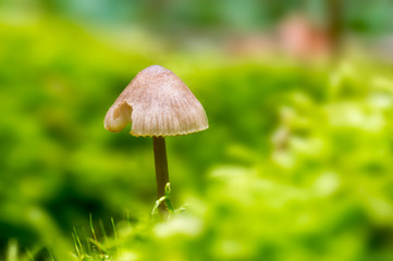 Fresh tasty mushrooms from the green forest