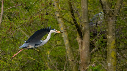 Graureiher (Ardea cinera)