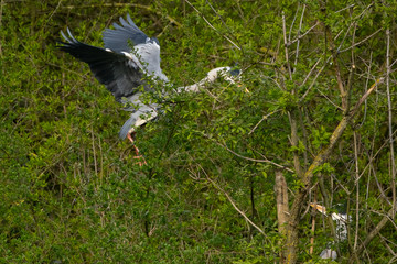 Graureiher (Ardea cinera)