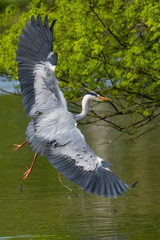 Graureiher (Ardea cinera)
