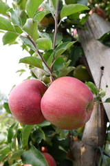Sweet, red, juicy apples growing on the tree in their natural environment.