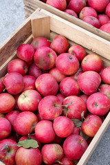 Red apples in baskets and boxes on the green grass in autumn orchard. Apple harvest and picking apples on farm in autumn.