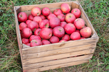 Red apples in baskets and boxes on the green grass in autumn orchard. Apple harvest and picking apples on farm in autumn.