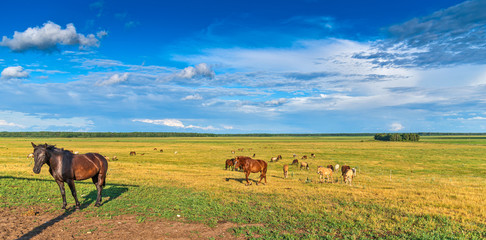 Naklejka na ściany i meble Horses graze on a summer field against the background of clouds.