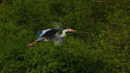 Graureiher (Ardea cinera)