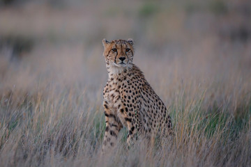 Fototapeta na wymiar Cheetah on the hunt in the late afternoon in a Game Reserve in the Karoo in South Africa with copy space
