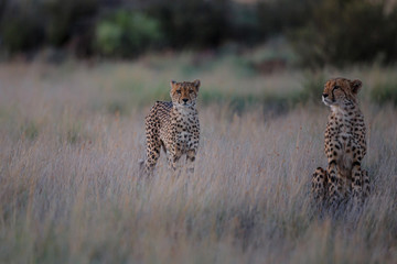 Cheetah on the hunt in the late afternoon in a Game Reserve in the Karoo in South Africa with copy space