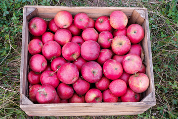 Red apples in baskets and boxes on the green grass in autumn orchard. Apple harvest and picking apples on farm in autumn.