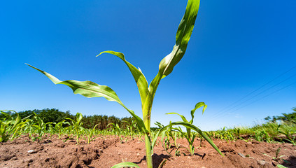 Agricultural field with corn seedlings
