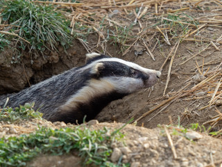 Fototapeta premium Badger (meles meles) peeping out a hole