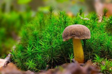 Fresh tasty mushrooms from the green forest