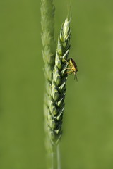 Weizenähre mit Wanze