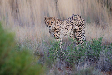 Cheetah on the hunt in the late afternoon in a Game Reserve in the Karoo in South Africa with copy space