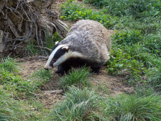 Badger (meles meles) out in the daytime