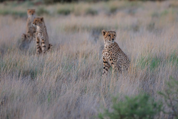 Cheetah on the hunt in the late afternoon in a Game Reserve in the Karoo in South Africa 