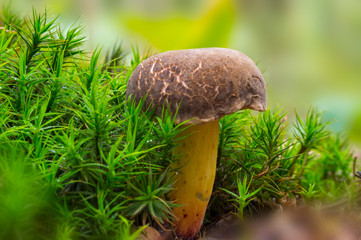 Fresh tasty mushrooms from the green forest