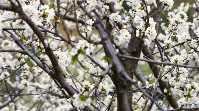 Cherry tree, Garganta de los Infiernos, Jerte Valley, C&aacute;ceres, Extremadura, Spain, Europe