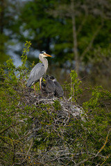 Graureiher (Ardea cinera)