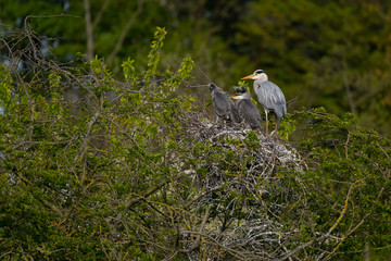 Graureiher (Ardea cinera)