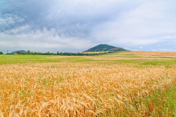 Harvester. Farmland, sloping fields on a bright and Sunny day in summer. Cultivation of bread and production of natural food.