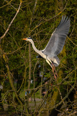 Graureiher (Ardea cinera)