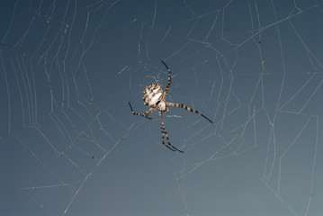 Spider web spider