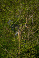 Graureiher (Ardea cinera)